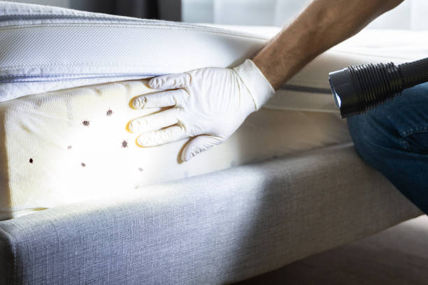 Best Termite Control Services  in Lavallette, NJ